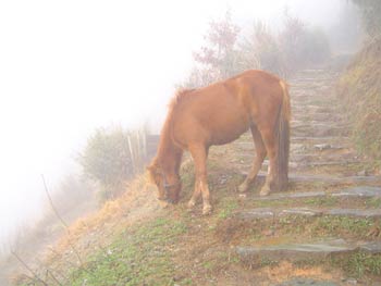 lost horse
